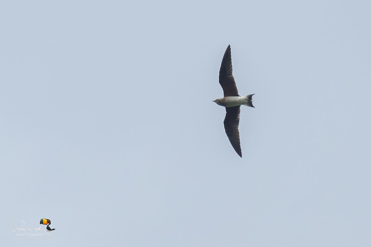 燕鴴 - ML645255636