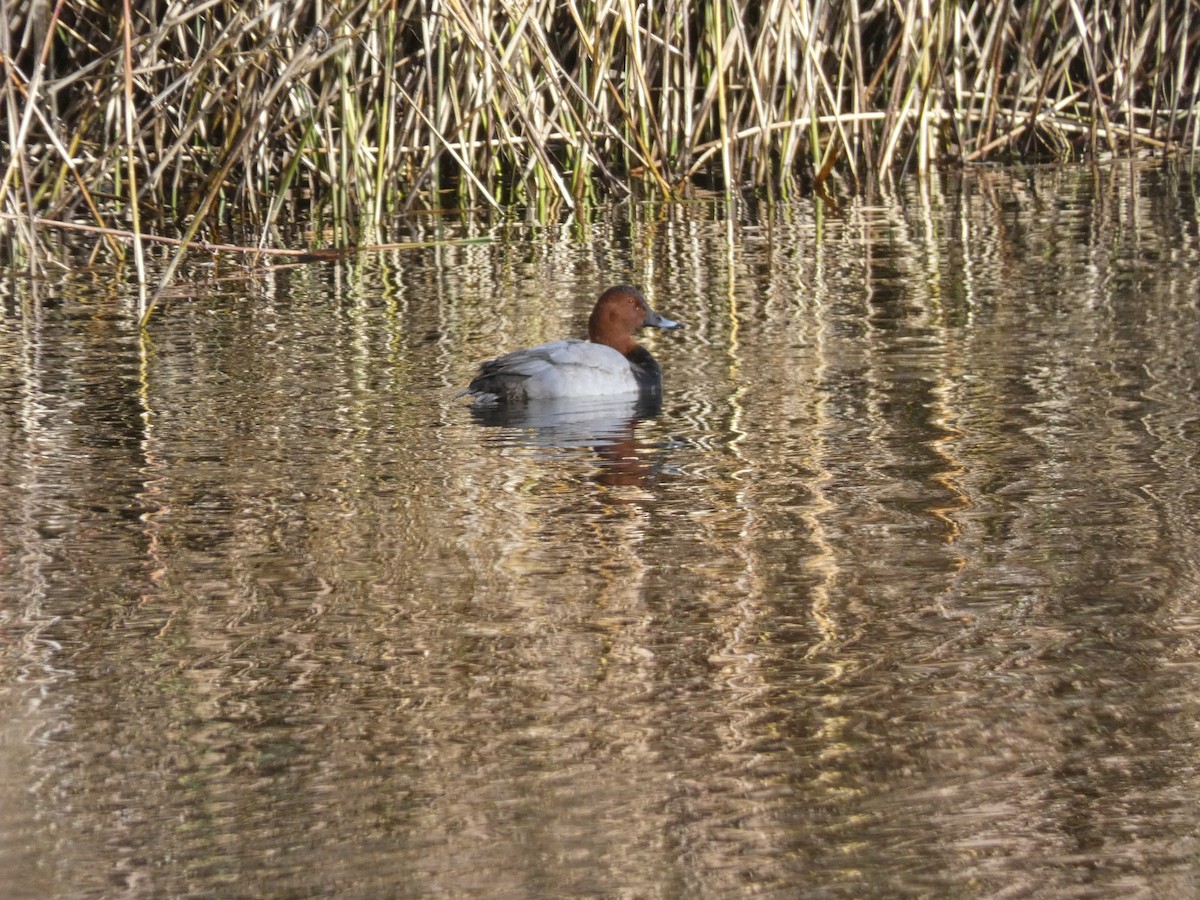 Common Pochard - ML645255637