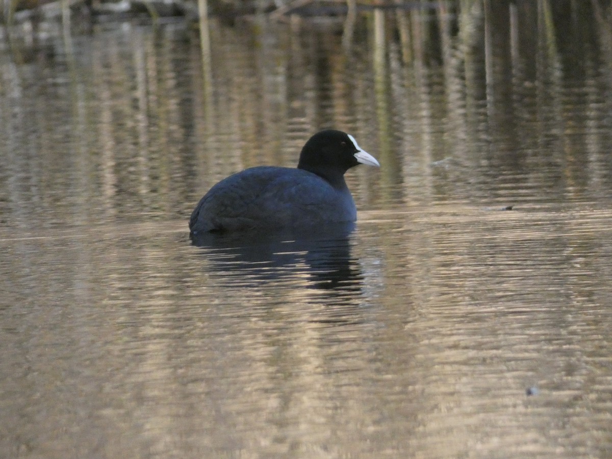 Eurasian Coot - ML645255639