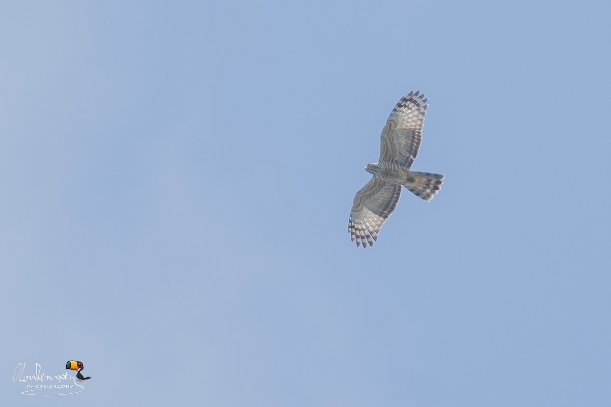 Jerdon's Baza - ML645255642