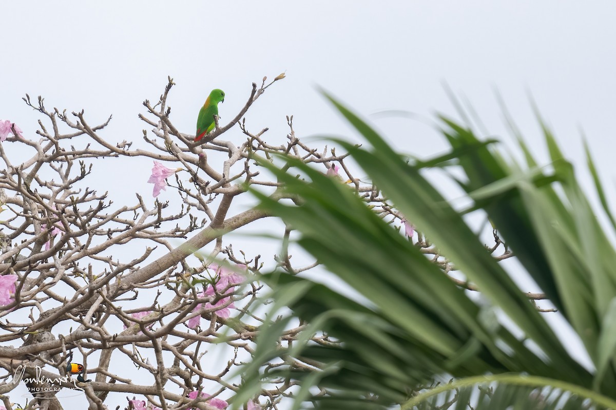 Blue-crowned Hanging-Parrot - ML645255647