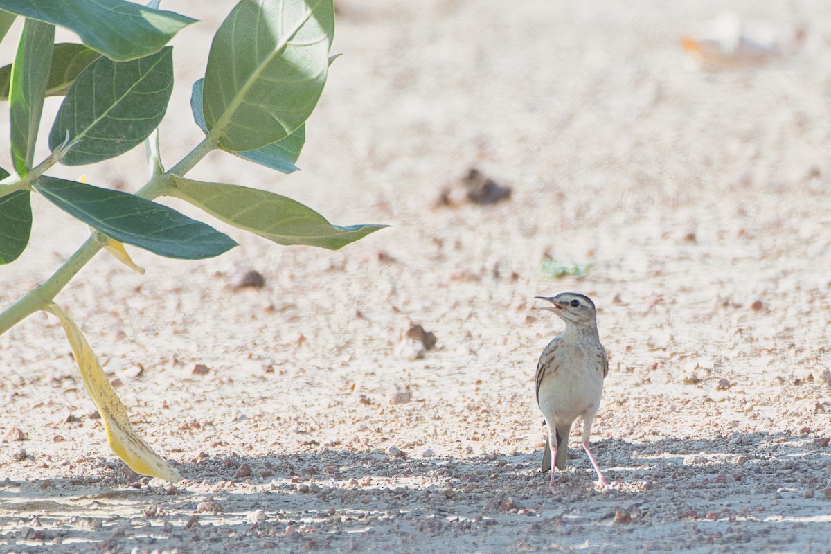 Tawny Pipit - ML645255653