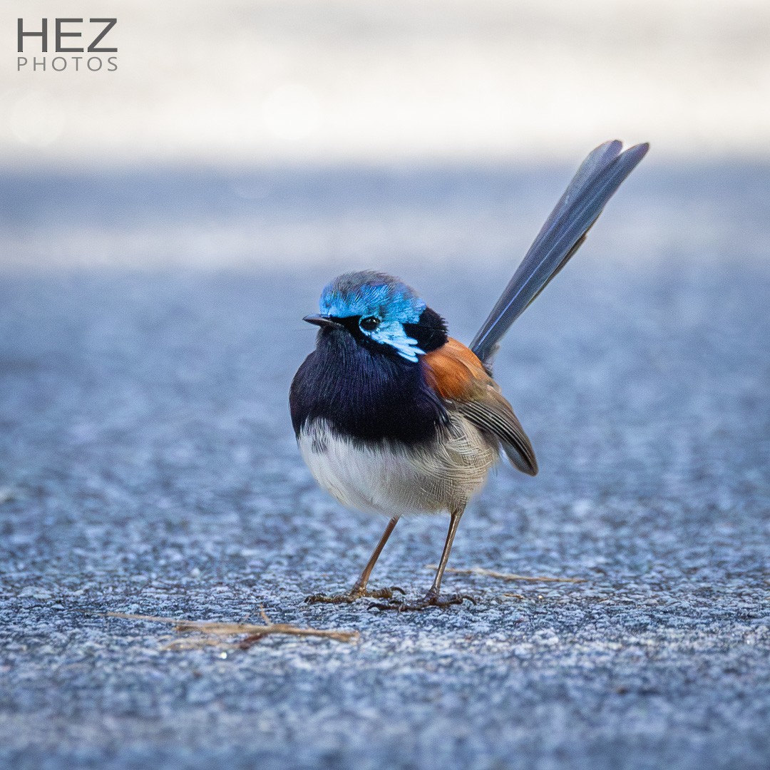 Maluro Elegante - ML645255656