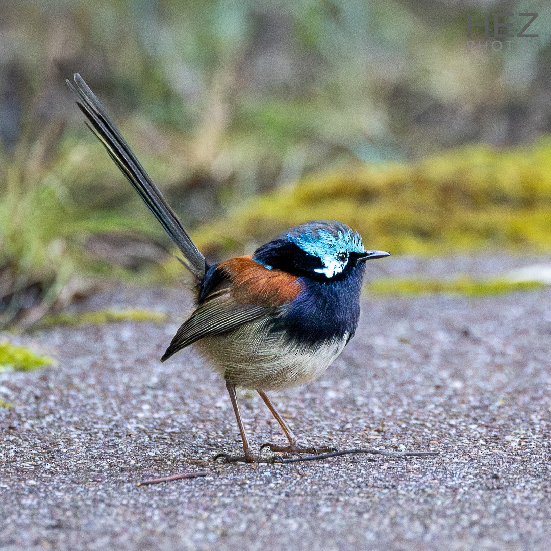 Maluro Elegante - ML645255657