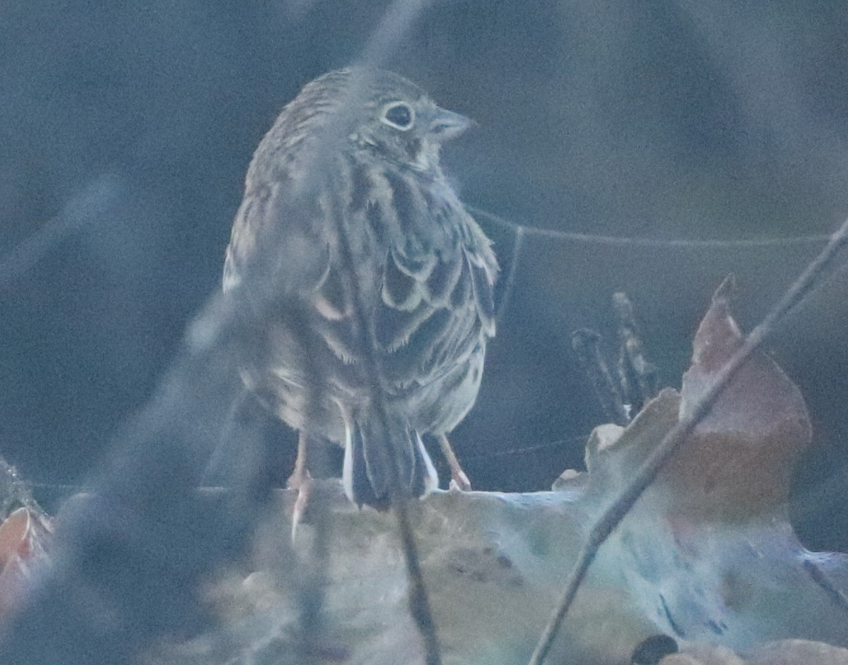 Vesper Sparrow - ML645255659