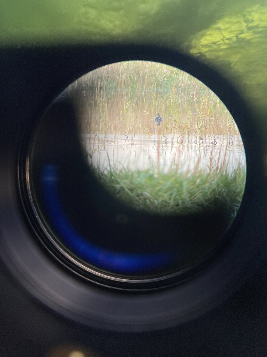 Grèbe à cou noir - ML645255664