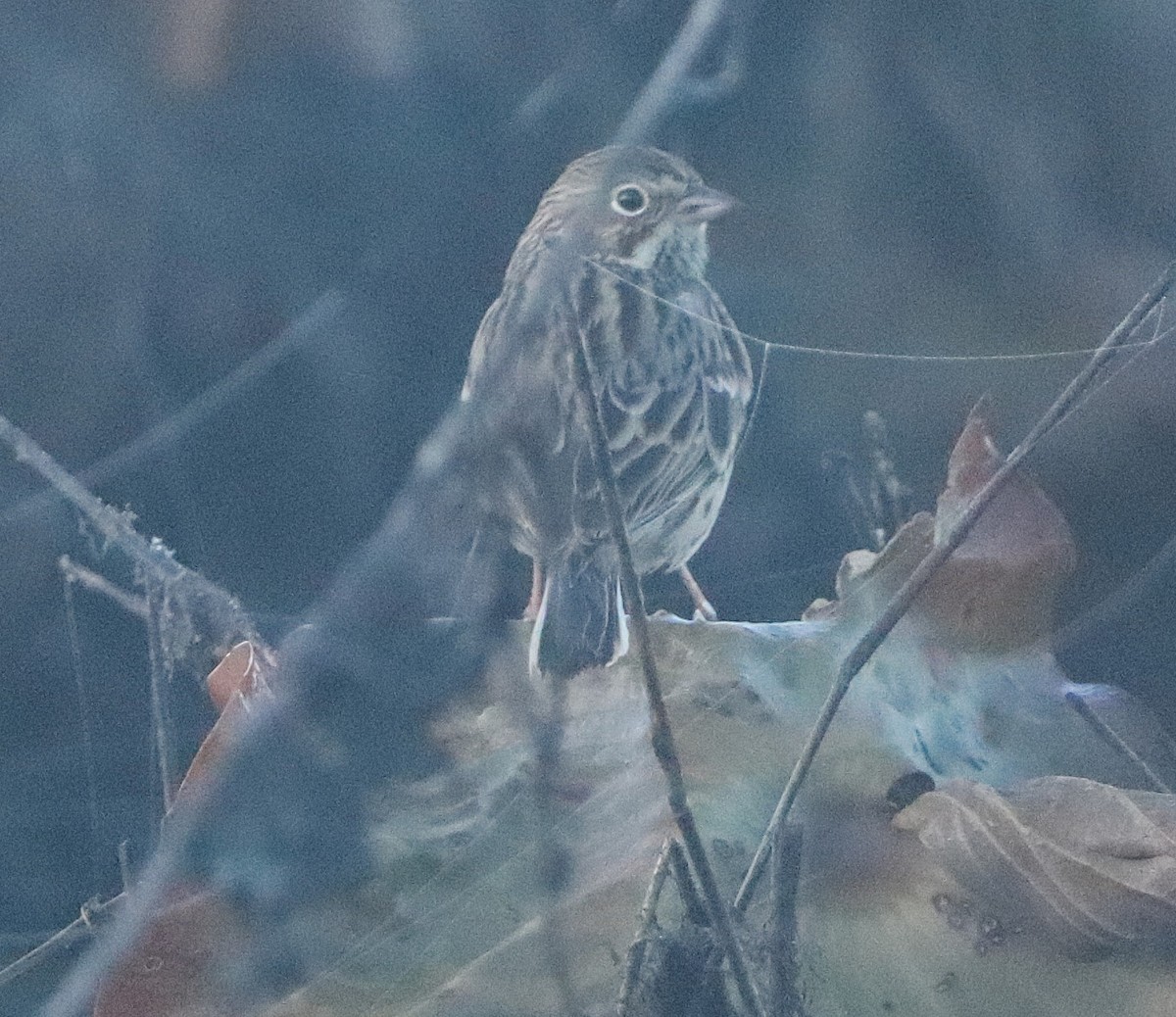 Vesper Sparrow - ML645255667