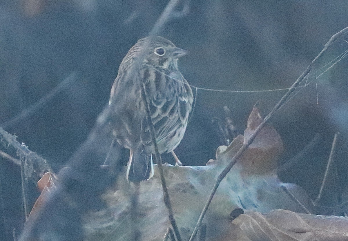 Vesper Sparrow - ML645255669
