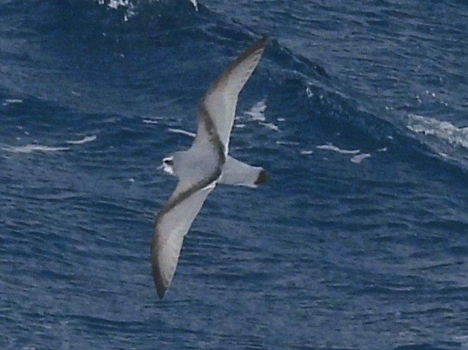 buřňák holubí - ML645255681