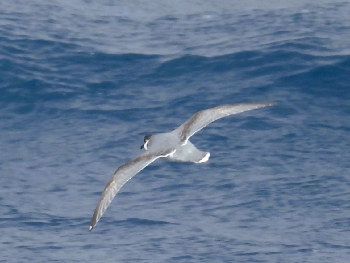 Голубой буревестник - ML645255693