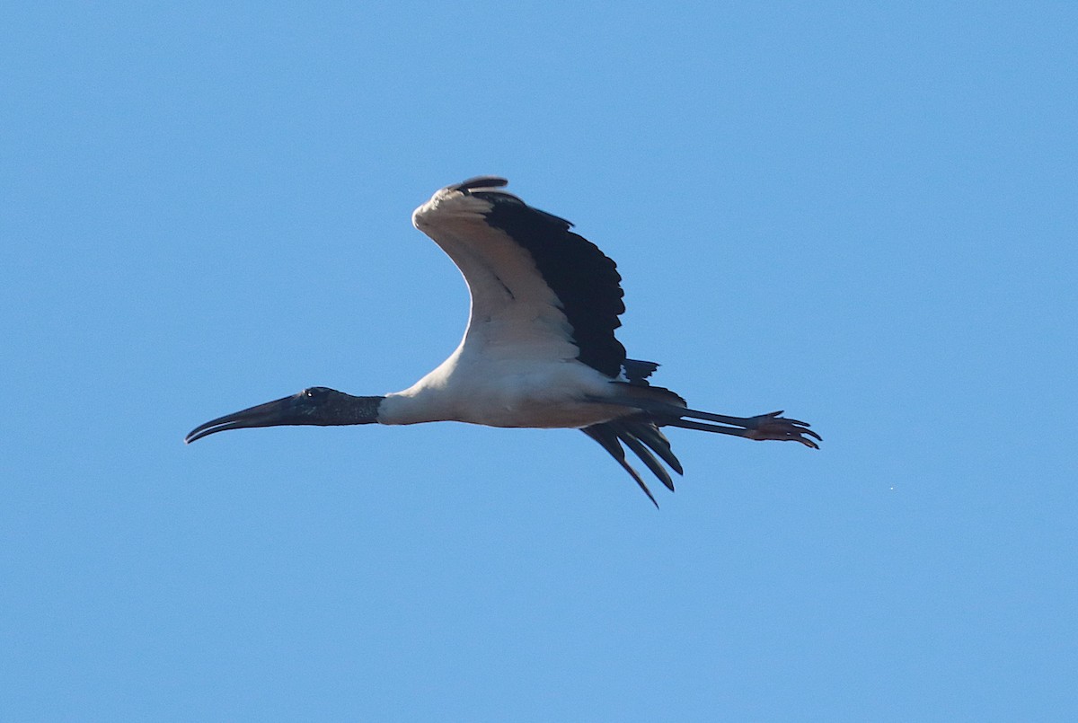 Wood Stork - ML645255694