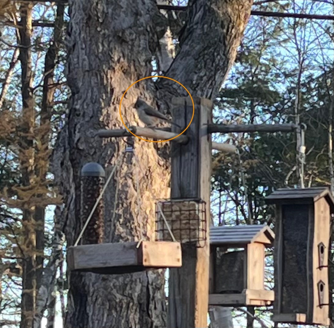 Tufted Titmouse - ML645255698