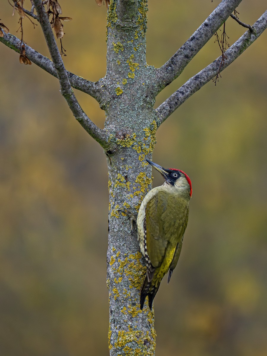 žluna zelená - ML645255708