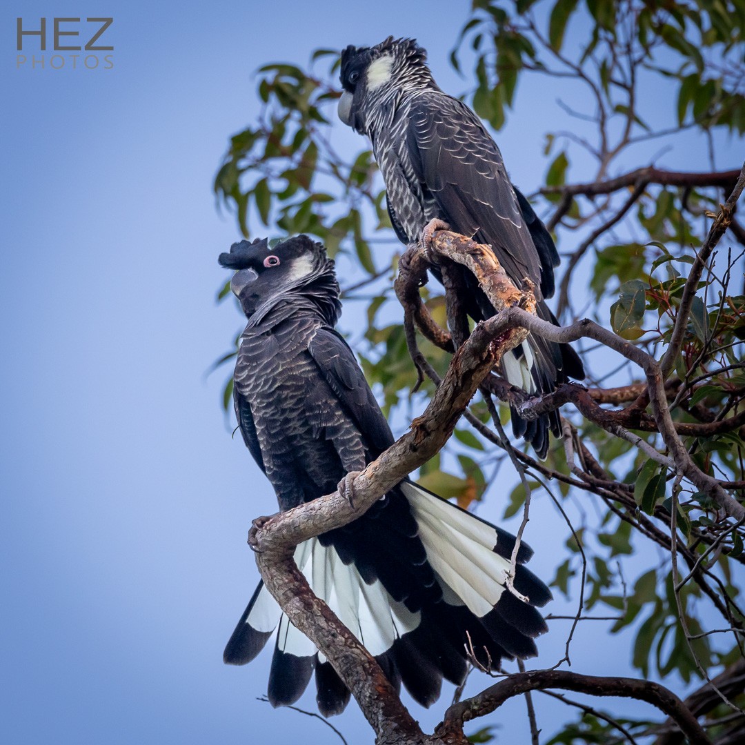 Carnaby Siyah Kakadusu - ML645255711