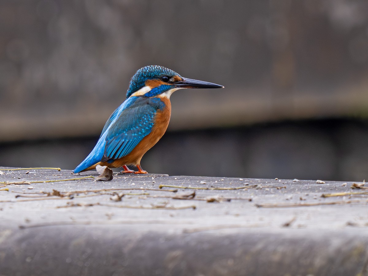 Yalıçapkını - ML645255715