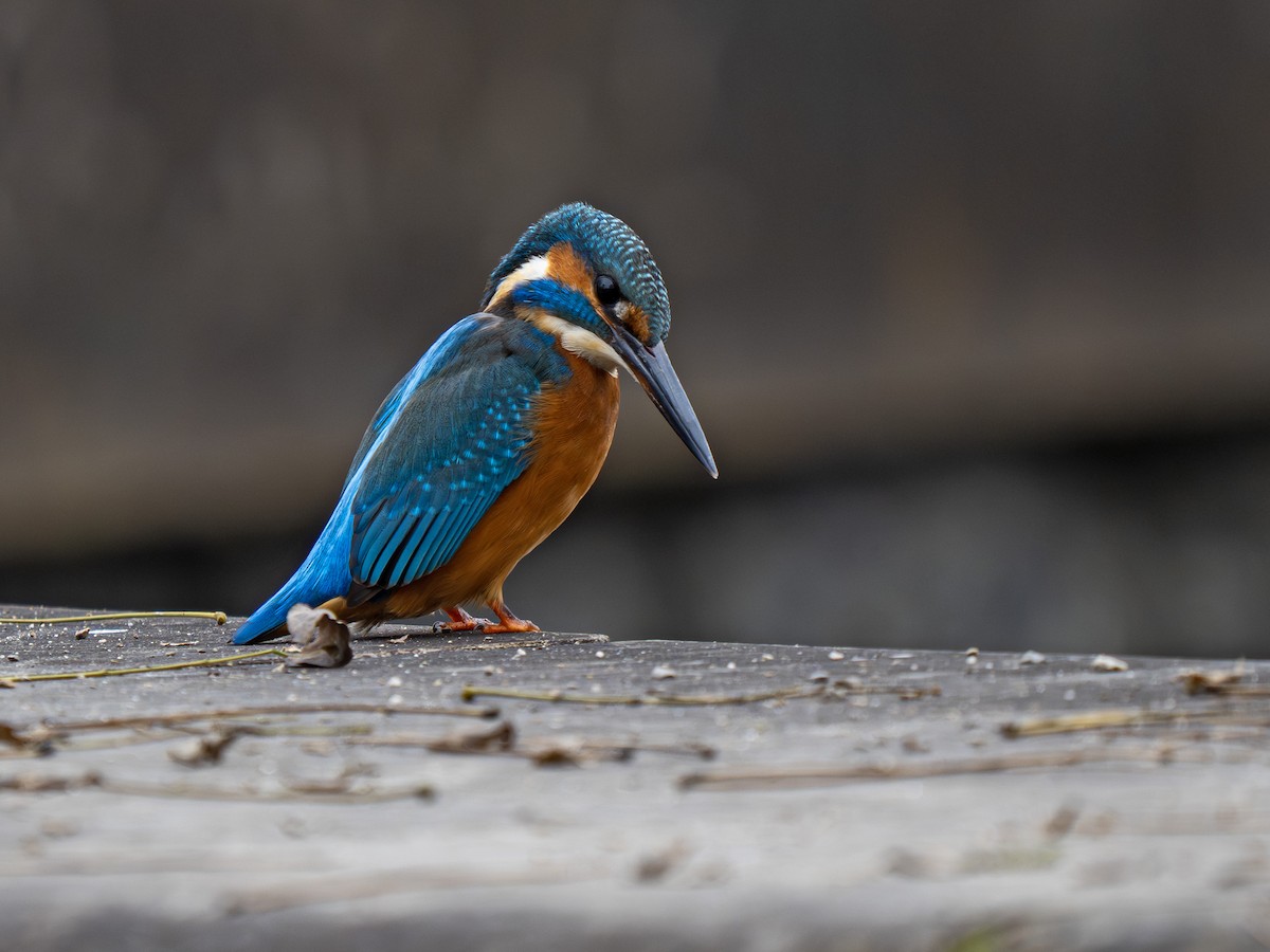 Yalıçapkını - ML645255716