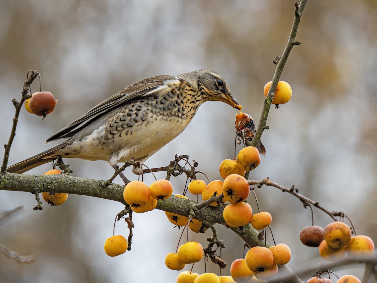 Tarla Ardıcı - ML645255719