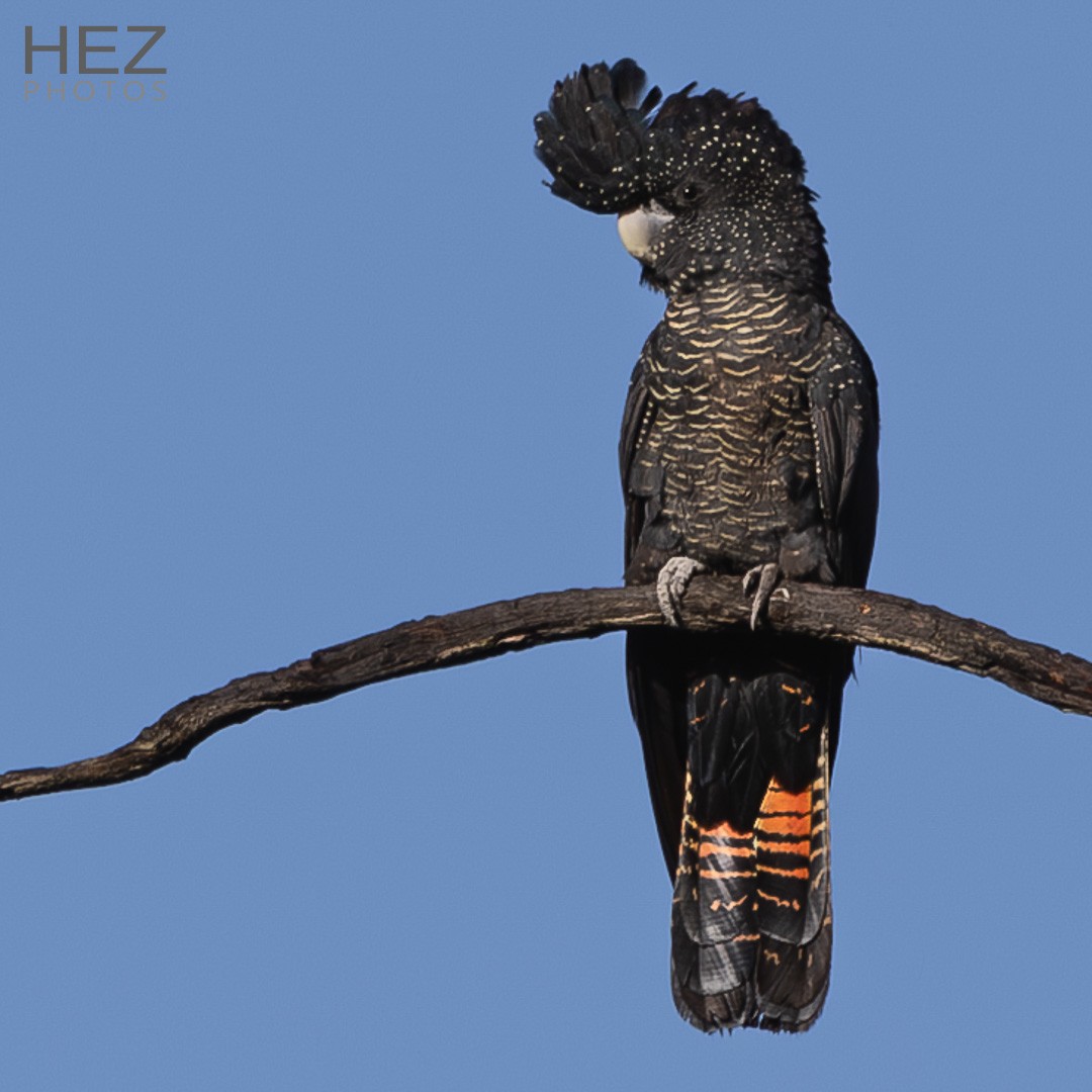 Kızıl Kuyruklu Kakadu - ML645255720