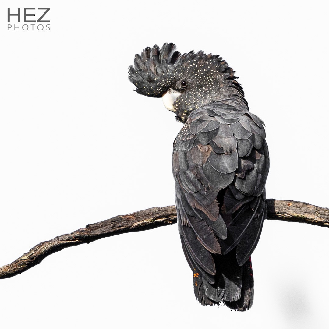 Kızıl Kuyruklu Kakadu - ML645255721