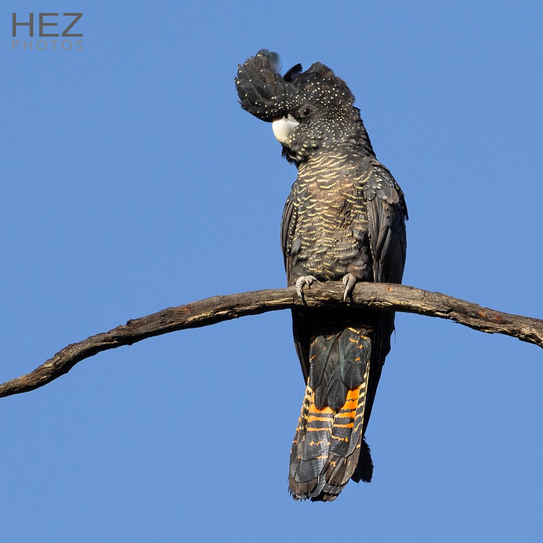 Kızıl Kuyruklu Kakadu - ML645255722