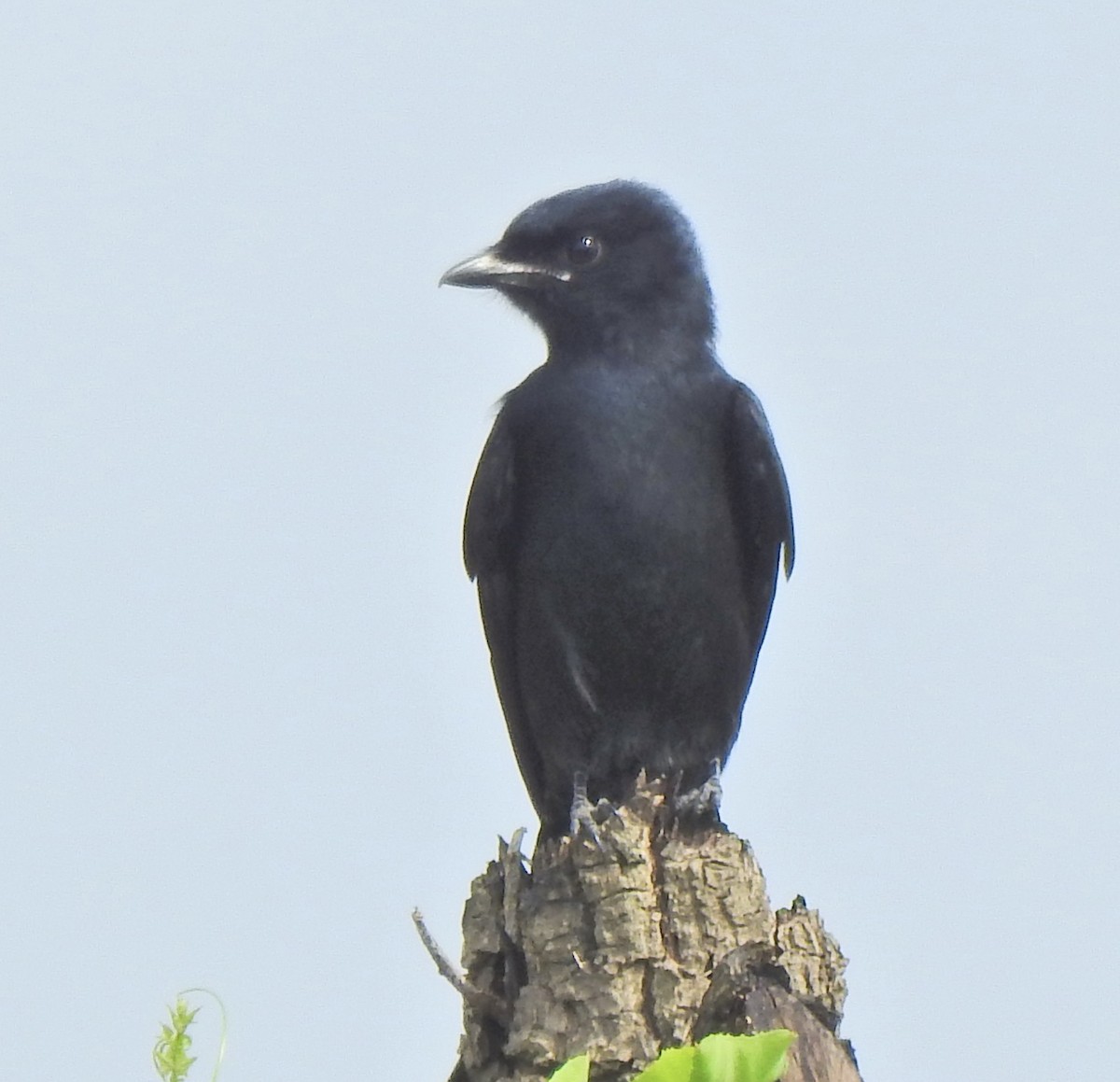 Kara Drongo - ML645255723