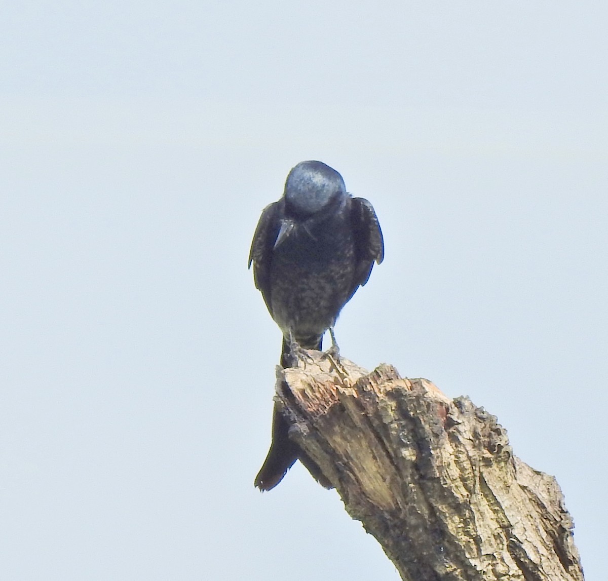 Kara Drongo - ML645255724