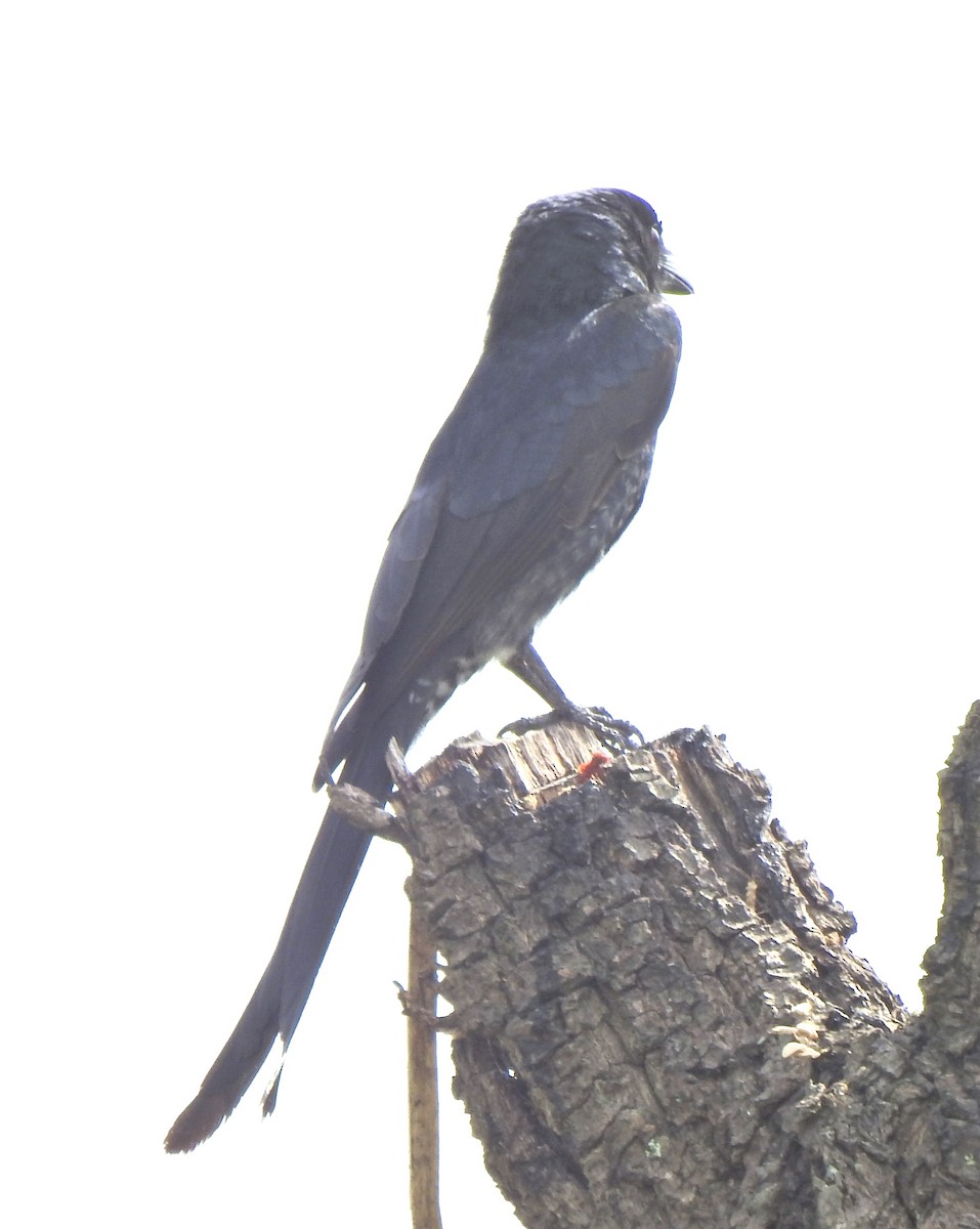 Kara Drongo - ML645255725