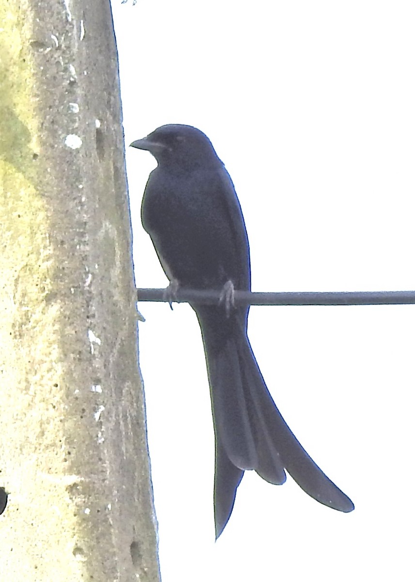 Kara Drongo - ML645255726