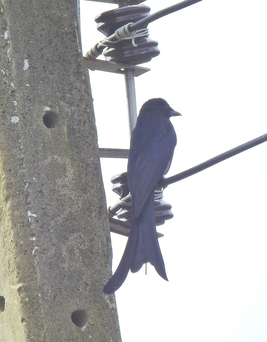 Kara Drongo - ML645255727