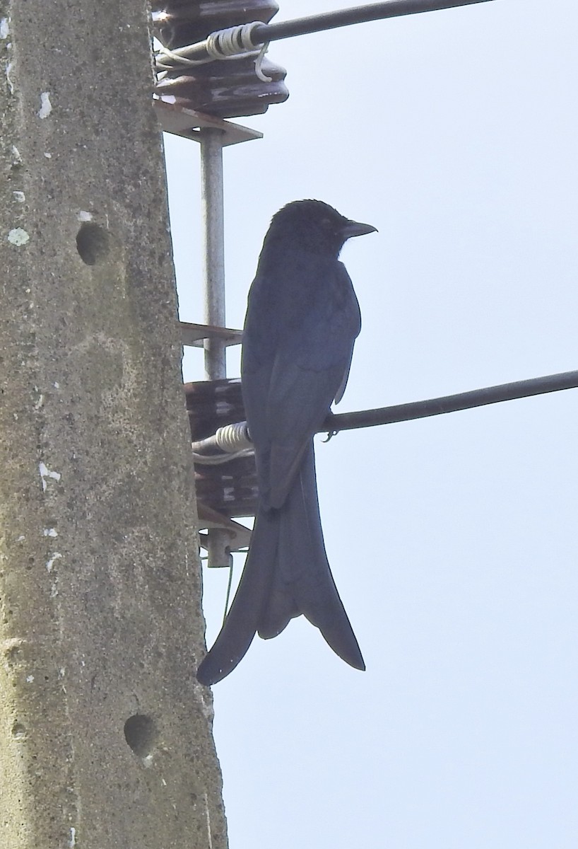 Kara Drongo - ML645255728