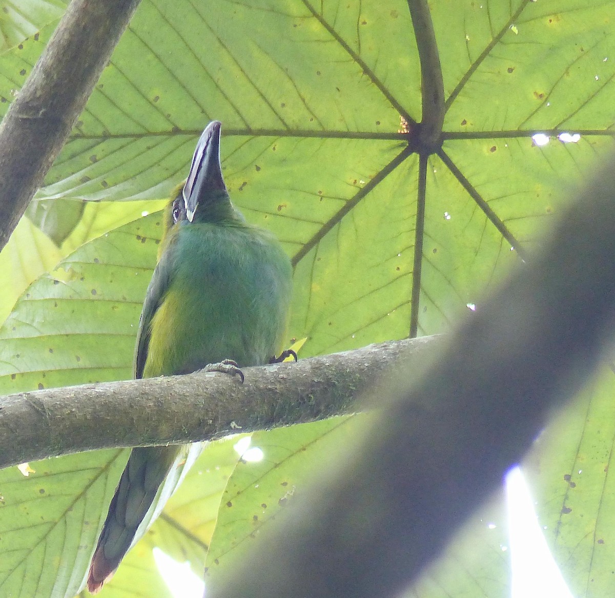 Kırmızı Belli Tukanet - ML645255735