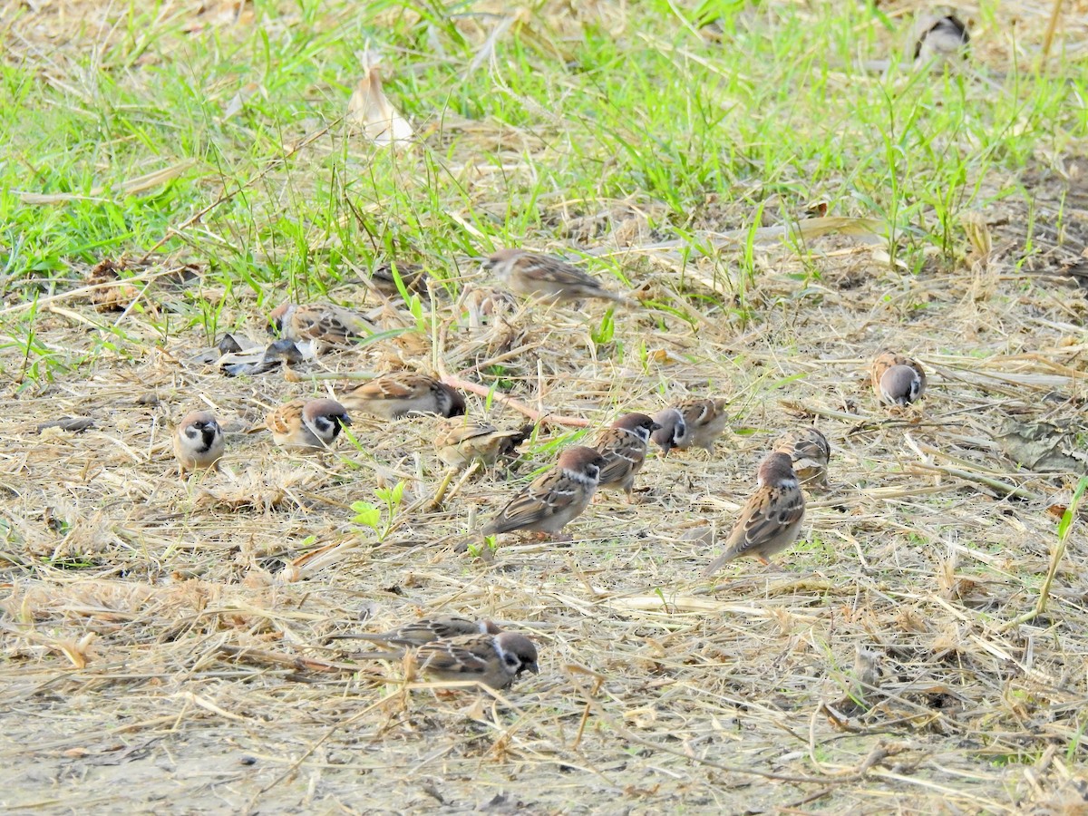 Ağaç Serçesi - ML645255736