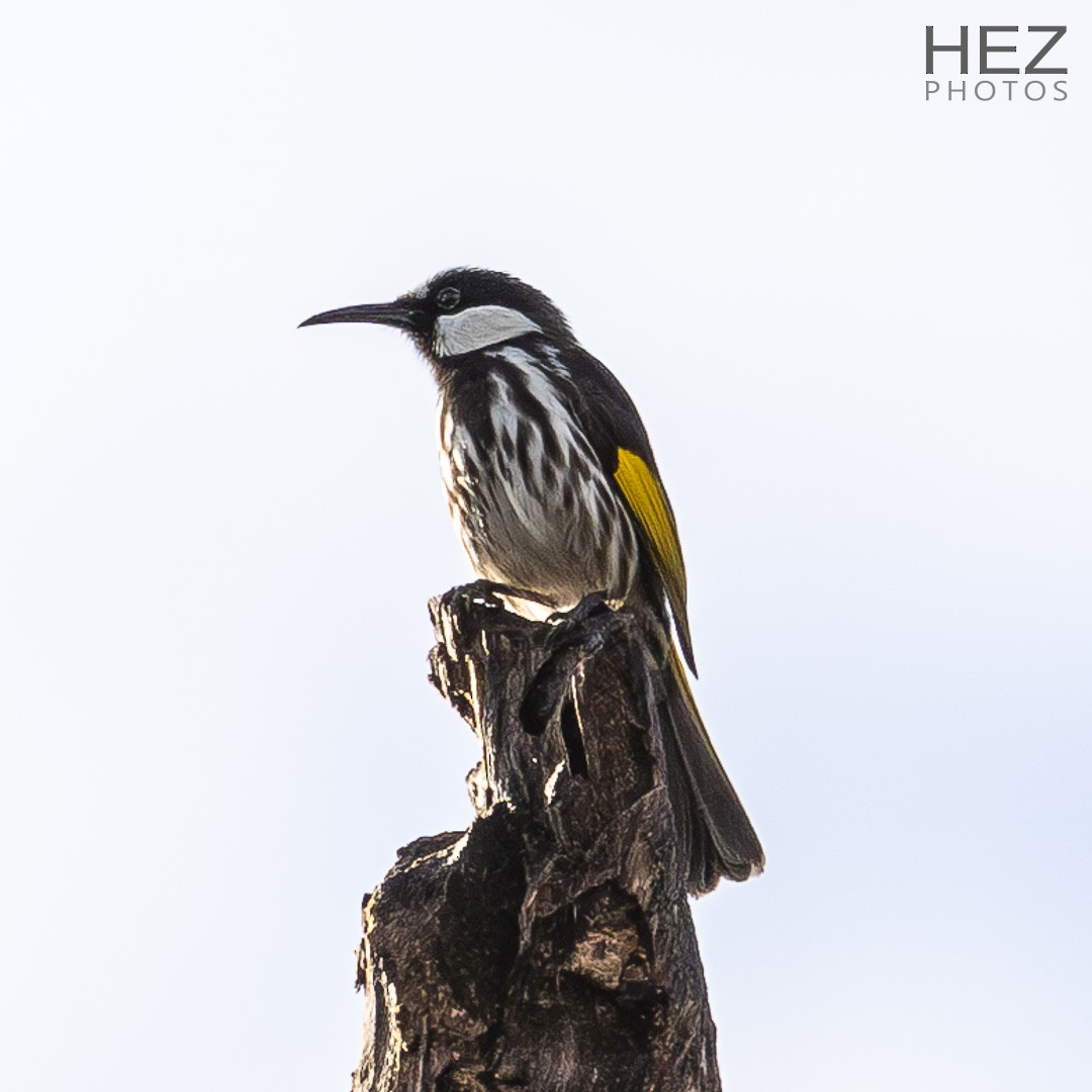 Ak Yanaklı Balkuşu - ML645255737