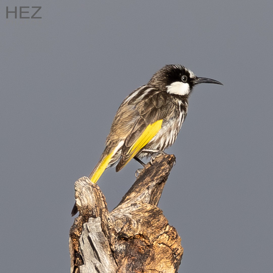 Ak Yanaklı Balkuşu - ML645255738