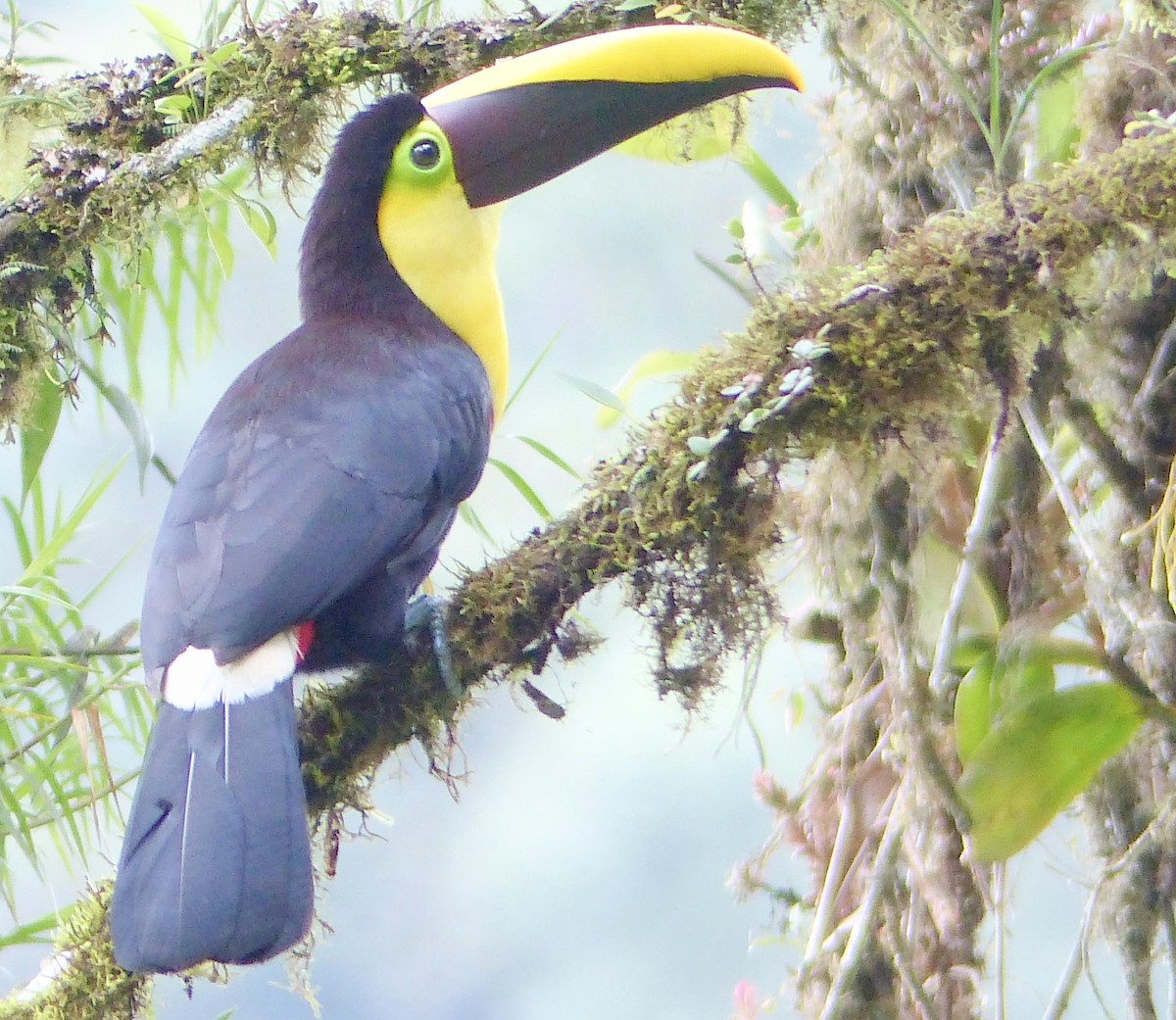 Çoko Tukanı - ML645255739