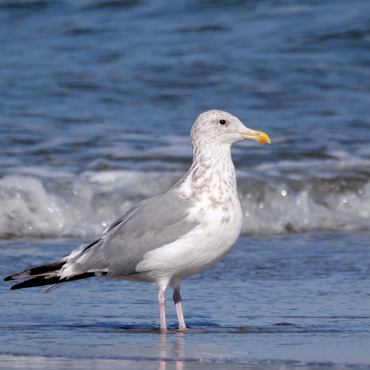 Doğu Asya Gümüş Martısı - ML645255740