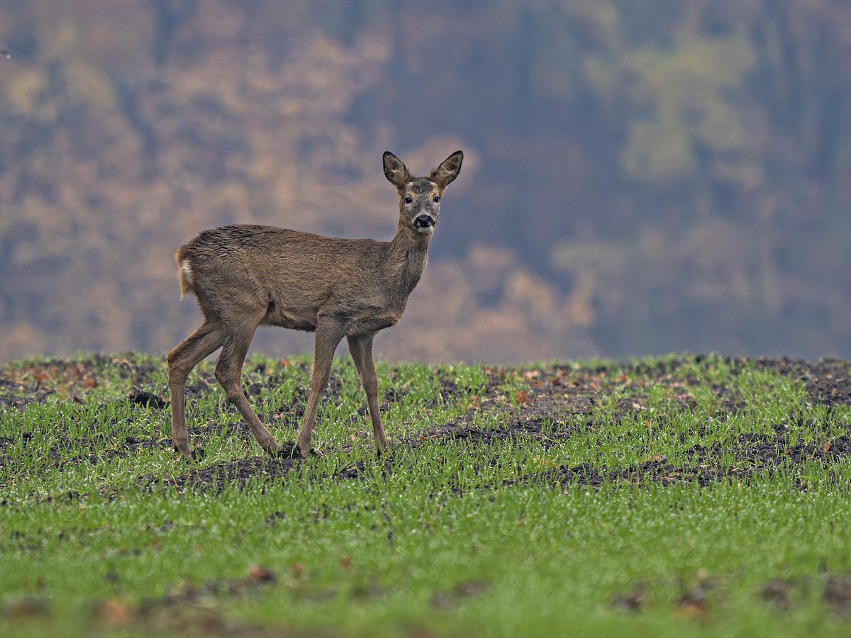 Western Roe Deer - ML645255741