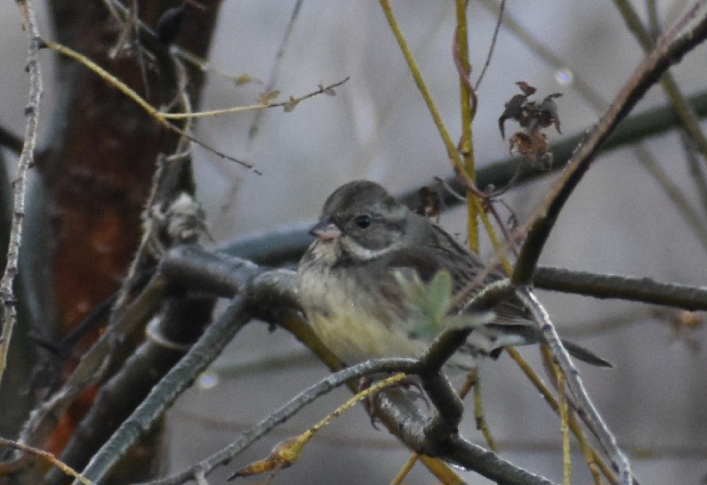 Kara Suratlı Çinte - ML645255742