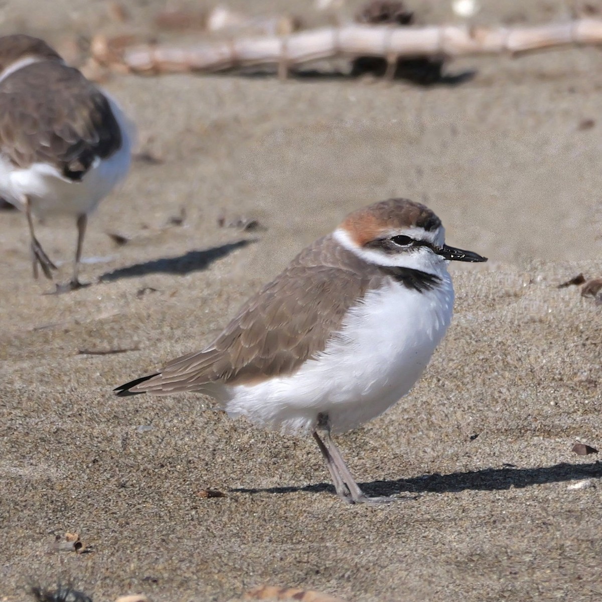 Akça Cılıbıt - ML645255743