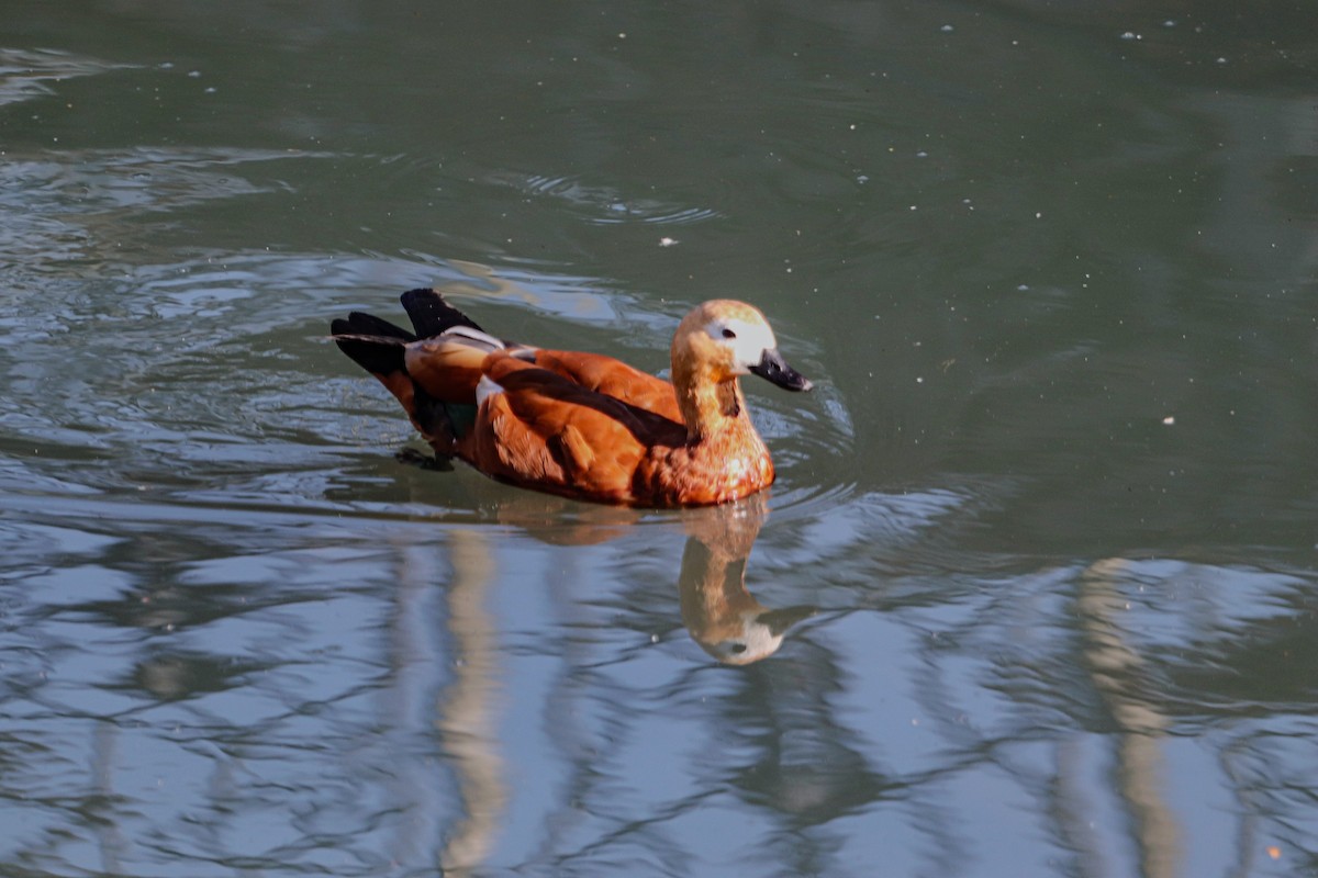 Angıt - ML645255747