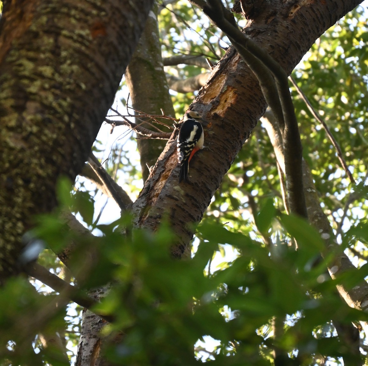 Orman Alaca Ağaçkakanı - ML645255748