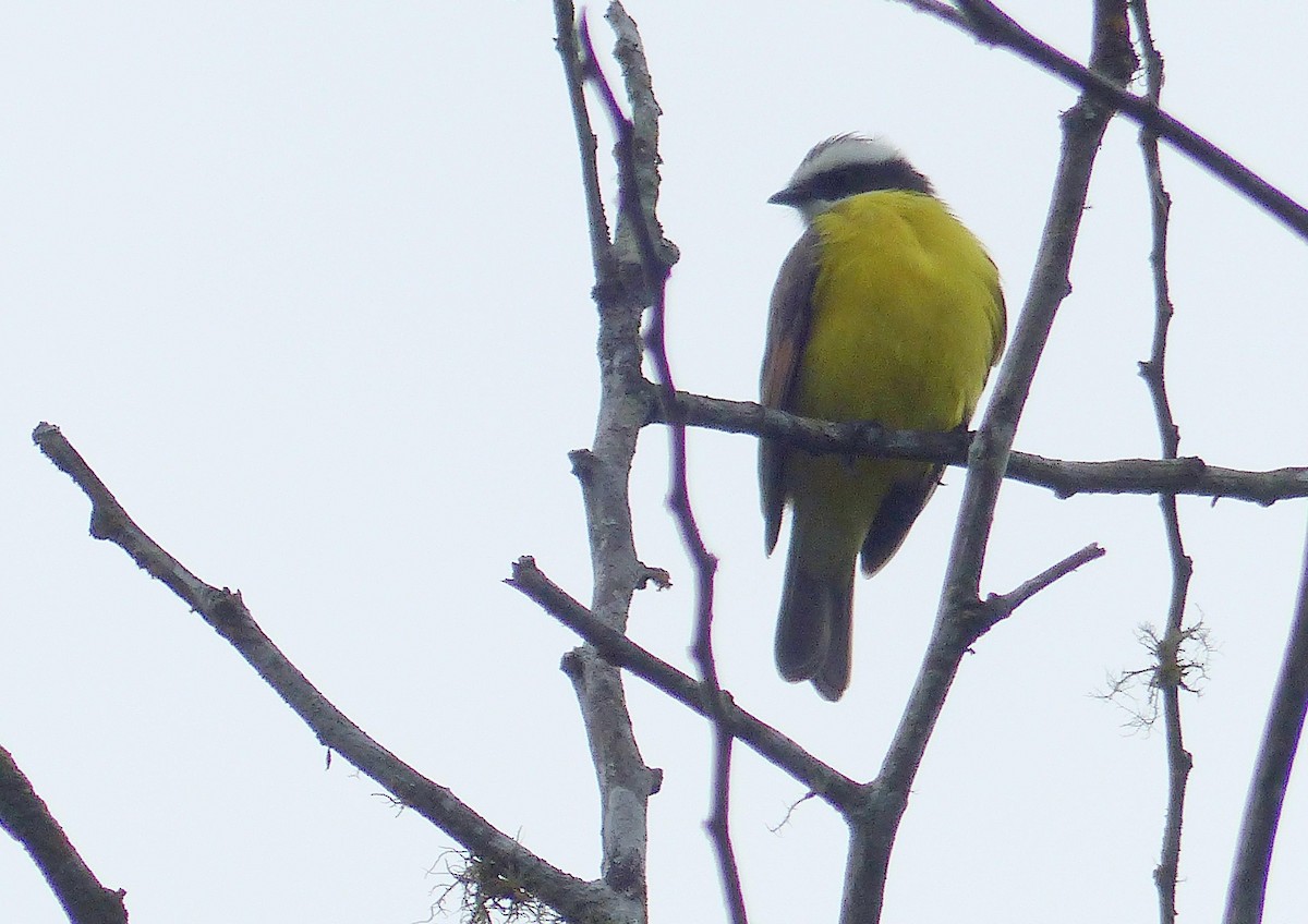 Gri Taçlı Tiranület - ML645255749