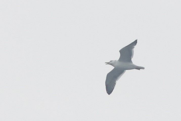 Kara Sırtlı Martı - ML645255751