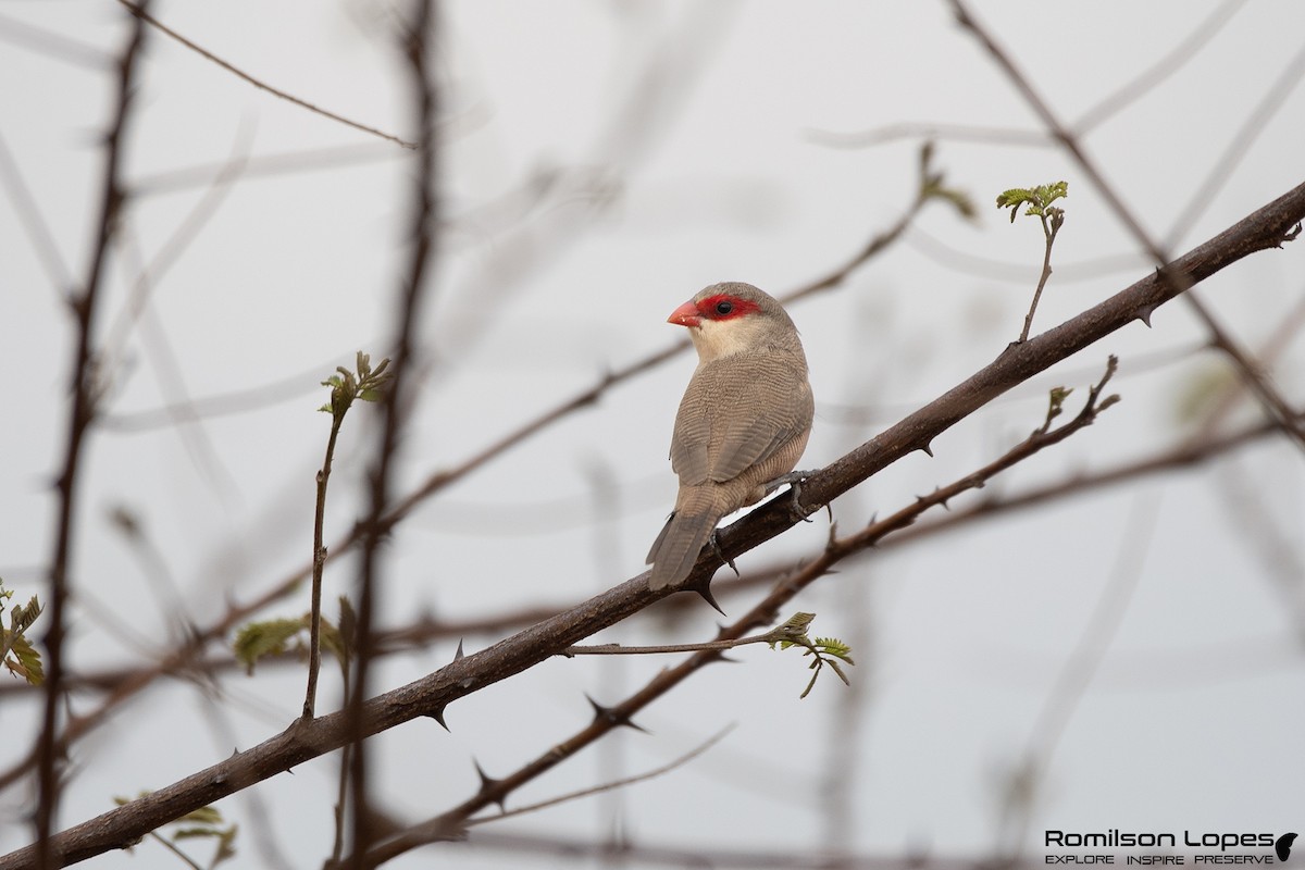 Mumgaga - ML645255752