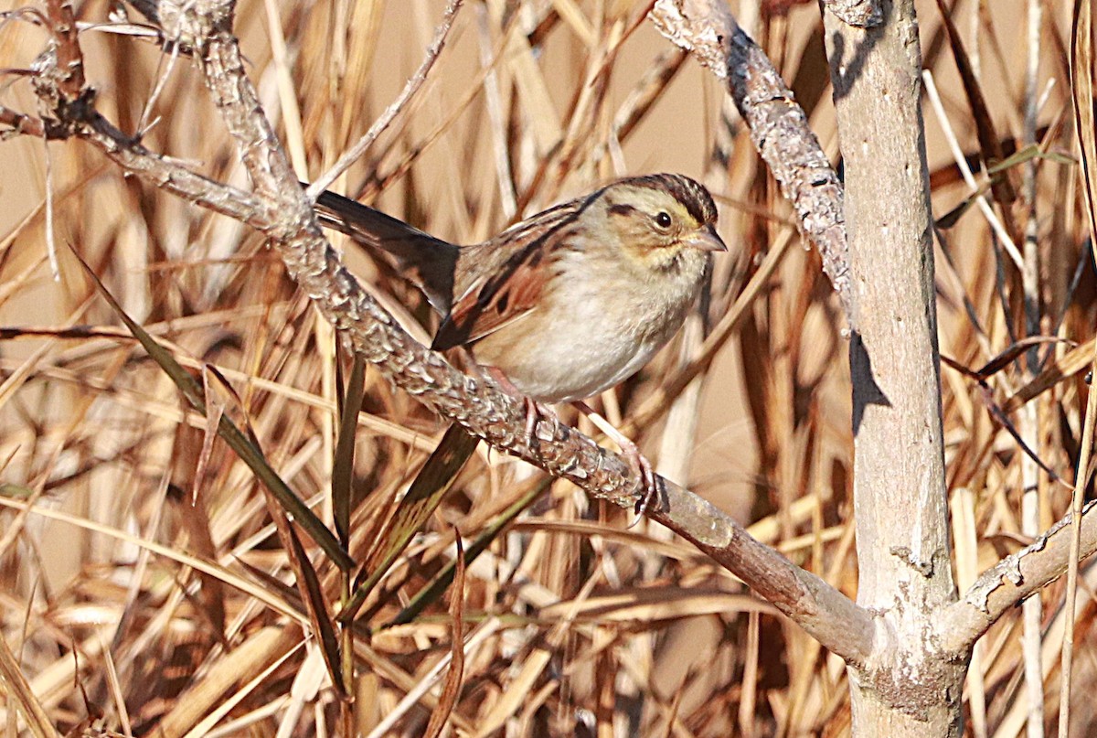 Bataklık Serçesi - ML645255753