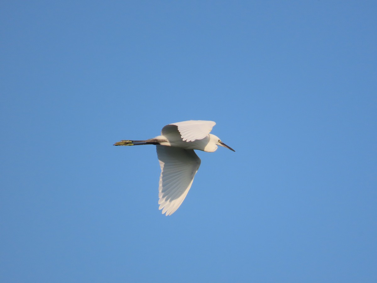 Küçük Ak Balıkçıl - ML645255754