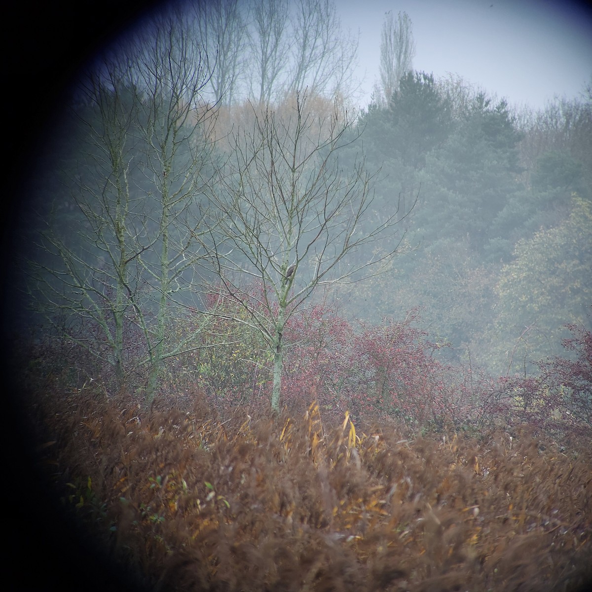 Atmaca - ML645255755