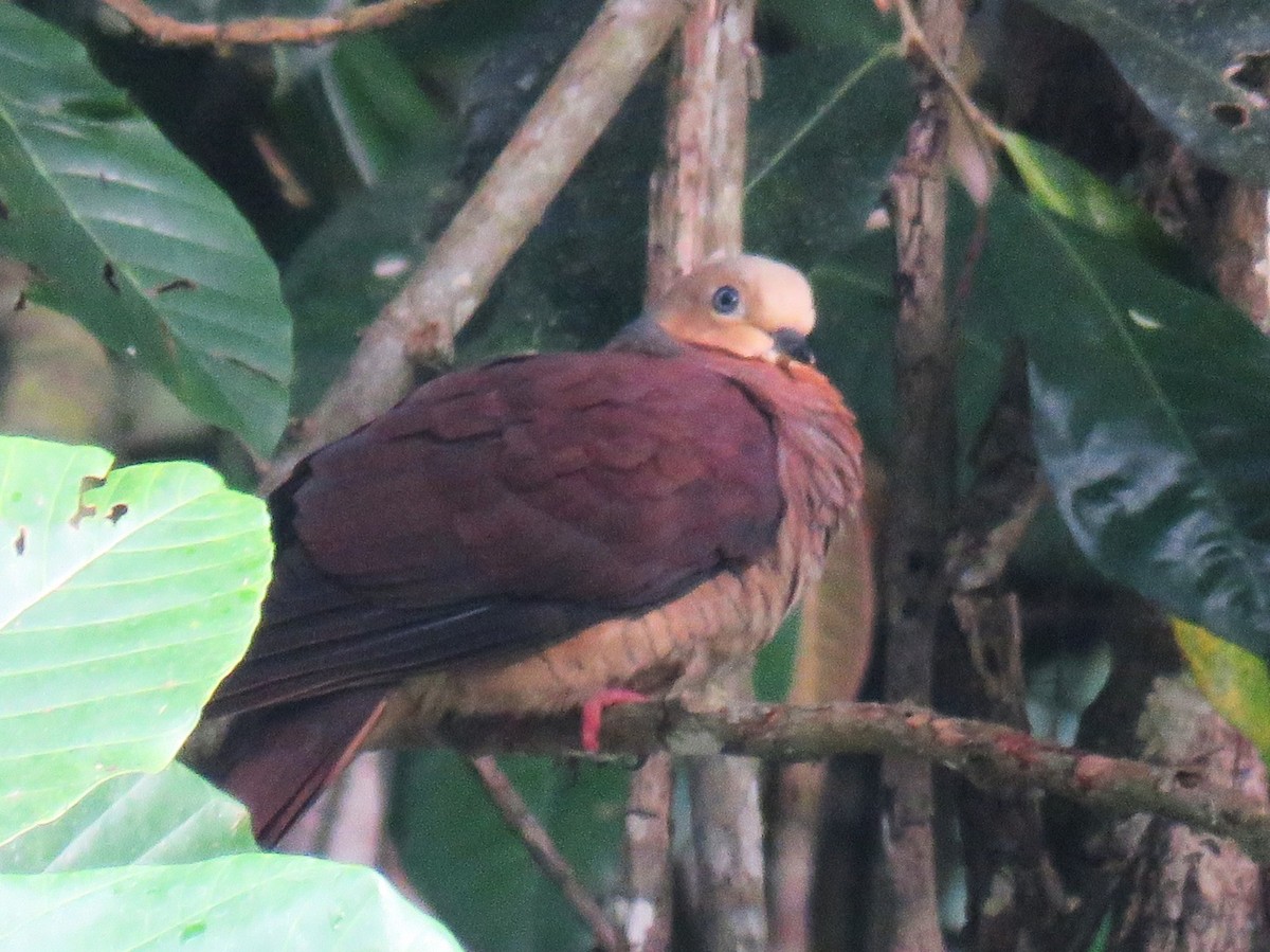 Sultani Guguk Kumrusu [albicapilla grubu] - ML645255756