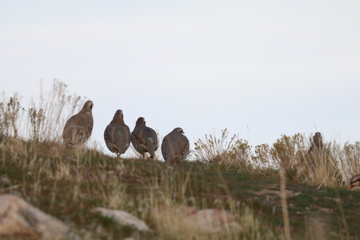 orebice čukar - ML645255769