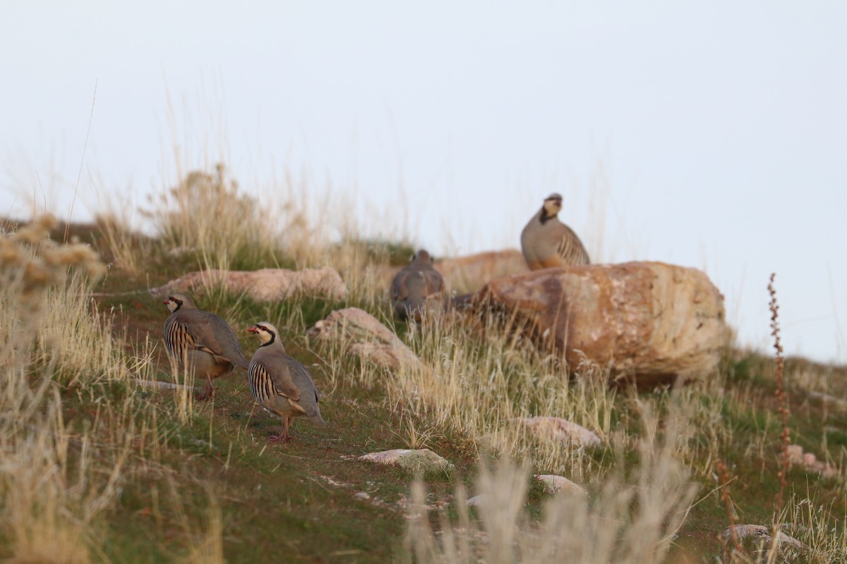 orebice čukar - ML645255770